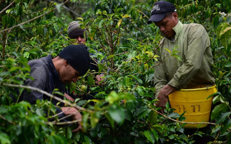 Regularizarán a migrantes para que puedan cosechar café