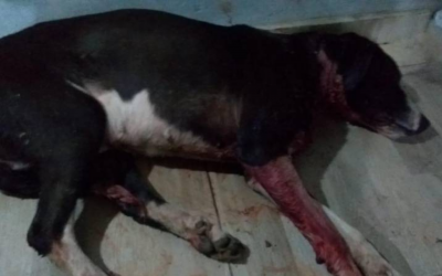 Perrita recibió 6 perdigones en zona rural de Piedecuesta