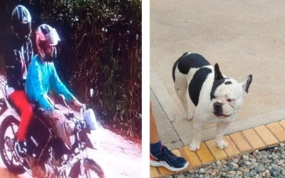 Se robaron una Bulldog Francés en Ruitoque Alto