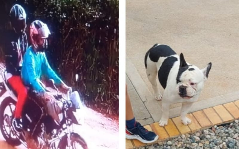 Se robaron una Bulldog Francés en Ruitoque Alto