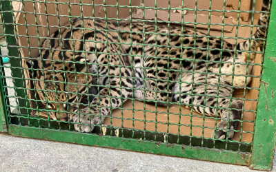 Sano y preparado, la CDMB devuelve a su hábitat  a un pequeño tigrillo