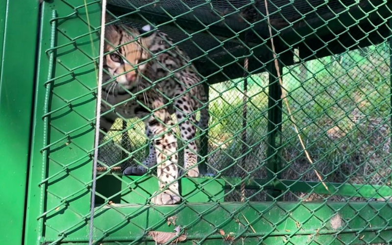 Sano y preparado, la CDMB devuelve a su hábitat  a un pequeño tigrillo