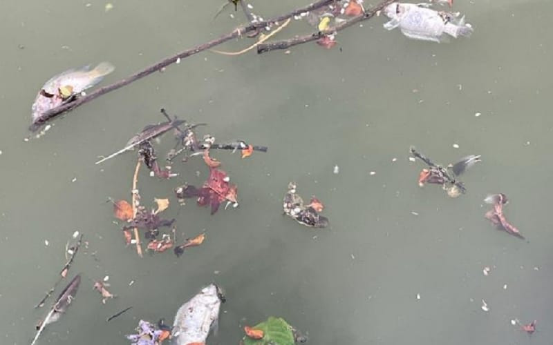 En Lagos del Cacique flotan los peces muertos