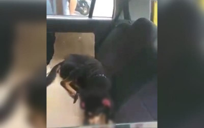 Perrito fue atacado a machetazos en la cabeza