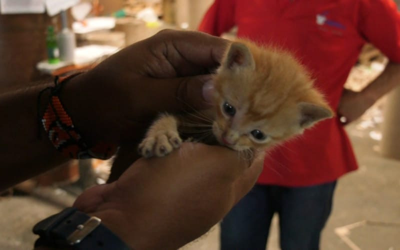 Video: Lograron rescatar a gatico atorado en tubería