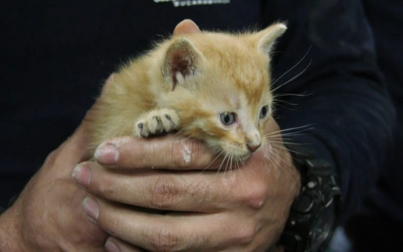 Video: Lograron rescatar a gatico atorado en tubería
