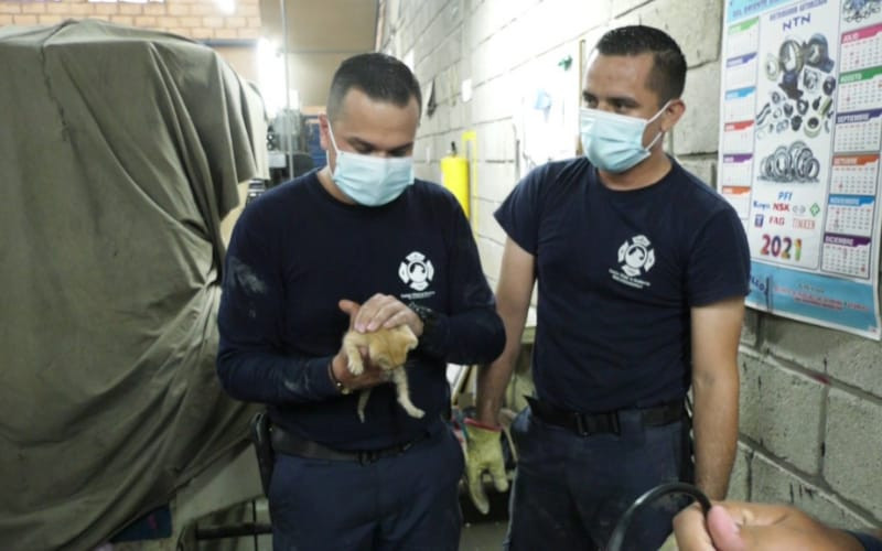 Video: Lograron rescatar a gatico atorado en tubería