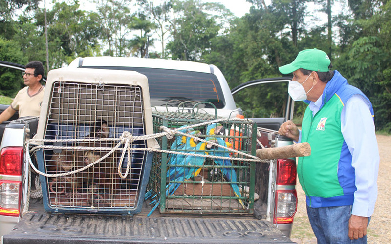 Liberaron a 14 especímenes de fauna silvestre