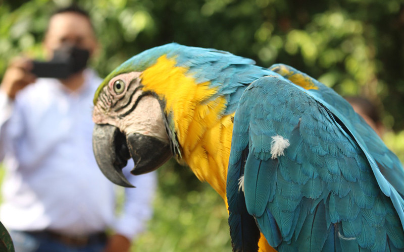 Liberaron a 14 especímenes de fauna silvestre