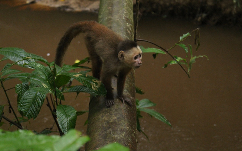 Liberaron a 14 especímenes de fauna silvestre