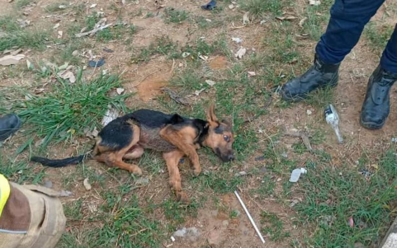 Crueldad: Perrito fue arrollado y lanzado desde un viaducto