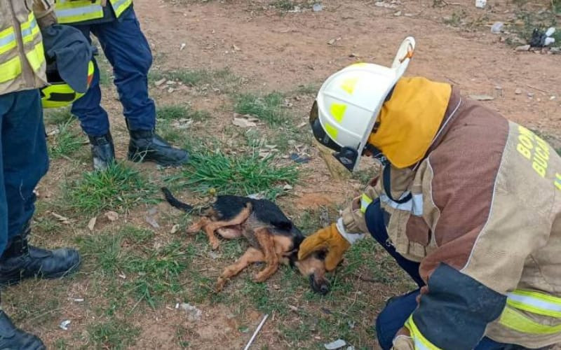 Crueldad: Perrito fue arrollado y lanzado desde un viaducto