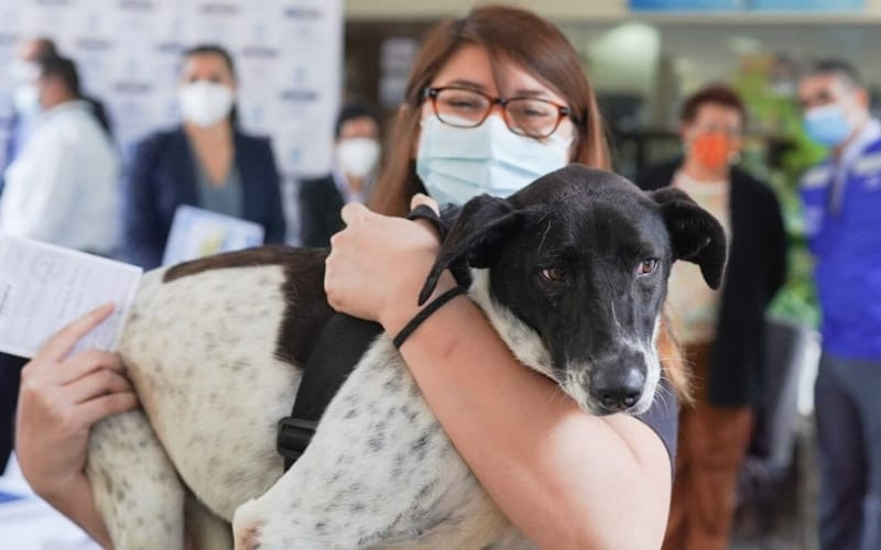 Habrá ‘tapatón’ en pro de los perros y gatos vulnerables