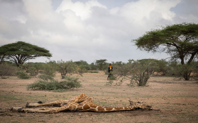 Sequía en Kenia ha matado a decenas de jirafas