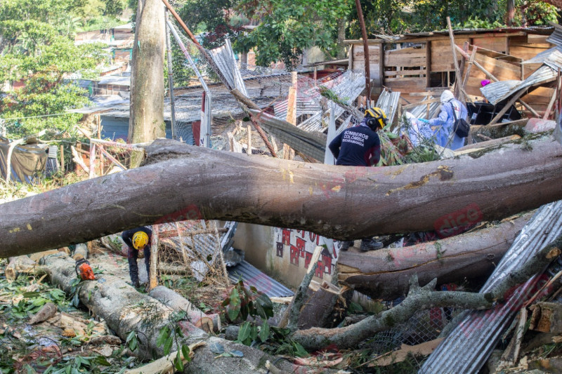 Vídeo: Dos muertos tras caída de árbol en Villas de Girardot