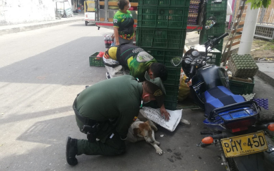 Ayudaron a un perrito a recuperar su movilidad