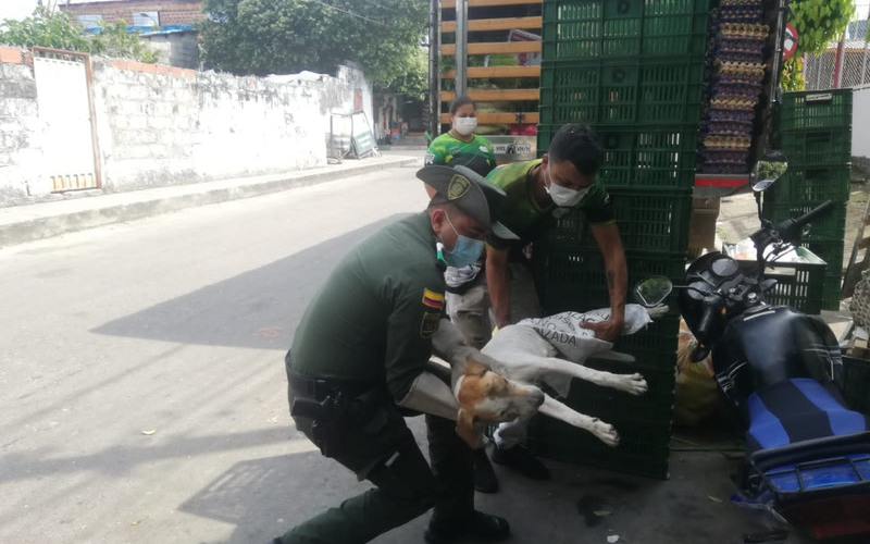 Ayudaron a un perrito a recuperar su movilidad