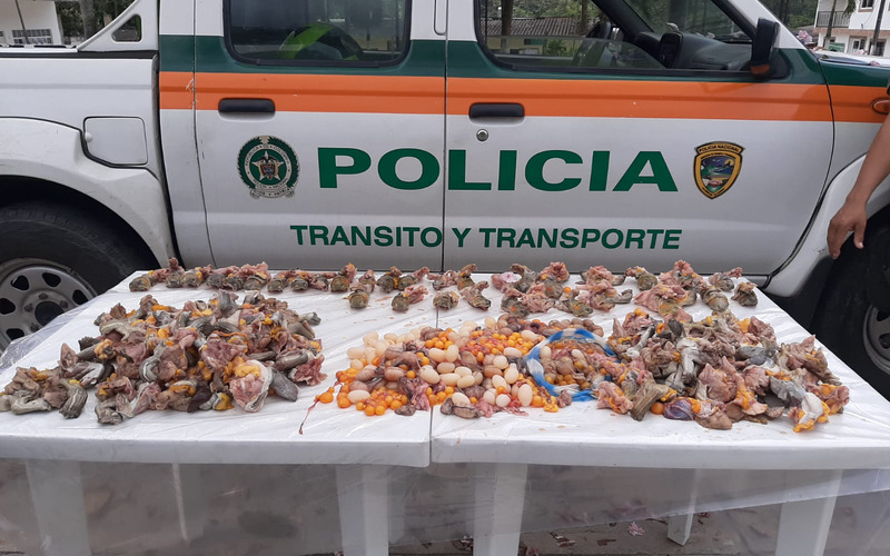 Transportaba tortugas desmembradas a Bucaramanga