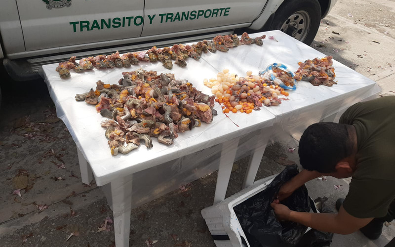 Transportaba tortugas desmembradas a Bucaramanga