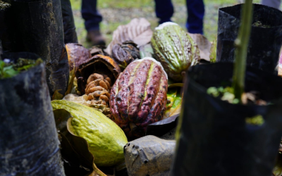 Convocan a pequeños cacaoteros para incrementar su productividad