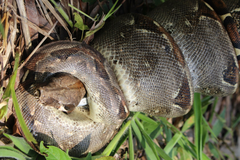 15 reptiles fueron atendidos y liberados por la CAS