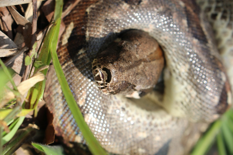 15 reptiles fueron atendidos y liberados por la CAS