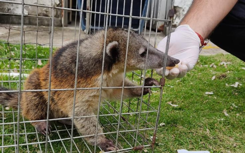 Rescatan a un Coatí de Montaña en Ocamonte