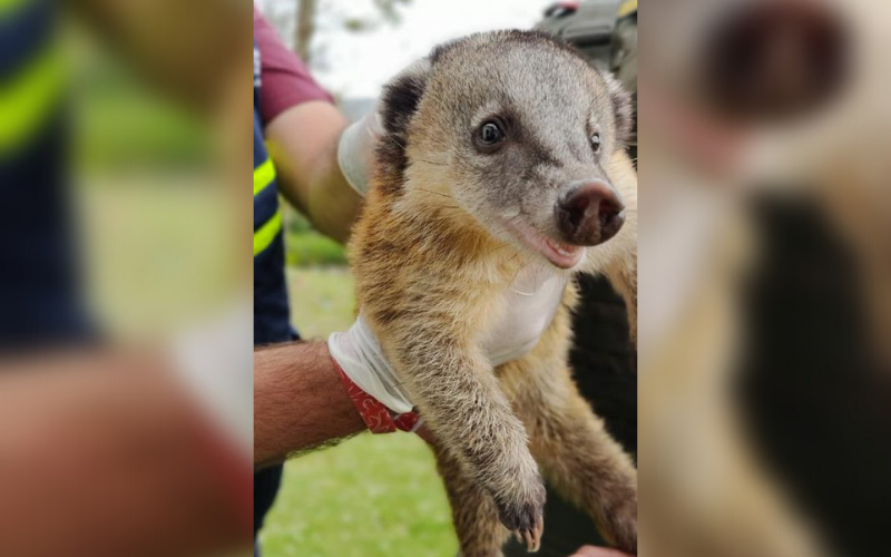 Rescatan a un Coatí de Montaña en Ocamonte