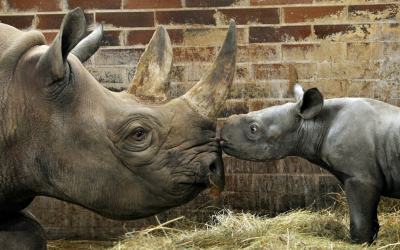 Rinoceronte negro en peligro de extinción fue bautizado ‘Kiev’