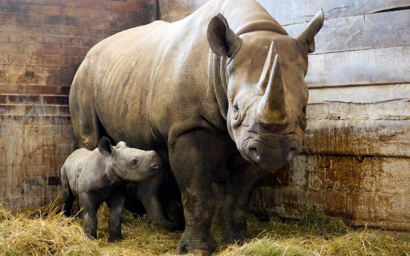 Rinoceronte negro en peligro de extinción fue bautizado ‘Kiev’