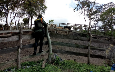 Recuperan 11 bovinos que habían sido robados en Vélez