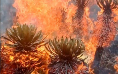Incendio en Boyacá afecta 70 hectáreas de bosque