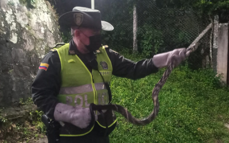 Rescatan una serpiente ‘Toche Voladora’ en Bucaramanga