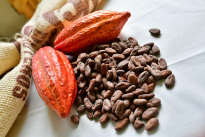 Abren convocatoria de empleo para cacaoteros en Santander