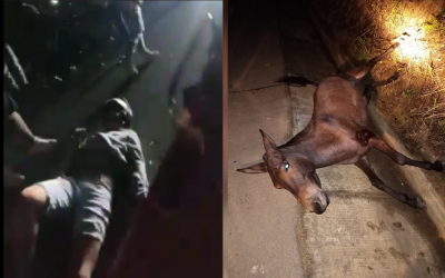 Un caballo muerto y dos motorizados heridos en choque