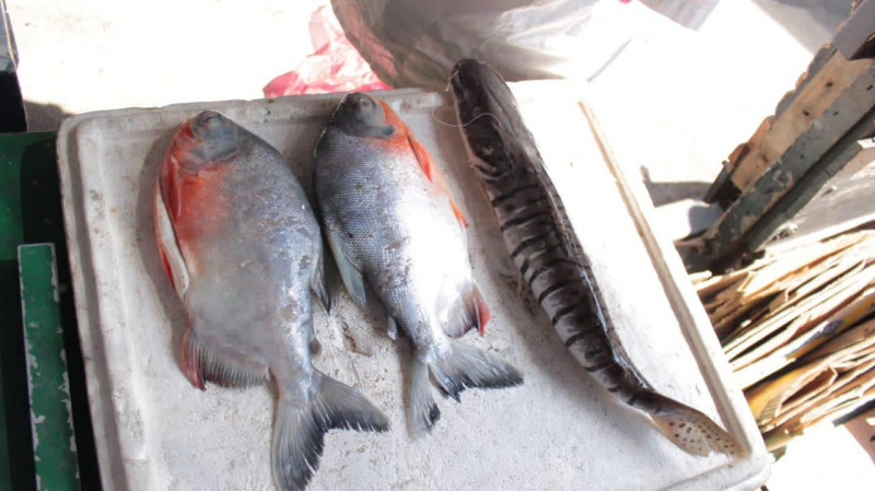 Más de 35 kilos de pescado incautados en Piedecuesta