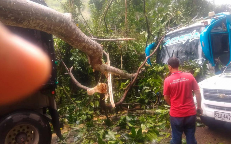 Árboles cayeron sobre un bus y un camión en Rionegro