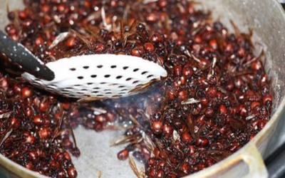 Comenzó la temporada de hormigas culonas en Santander