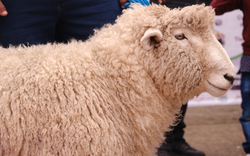 Benefician a mujeres campesinas con la entrega de ovejos reproductores