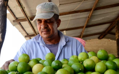 Santander tendría escasez de limones por el invierno