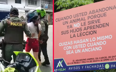 $10 millones de multa a mujer que abandonó a gato en Bga