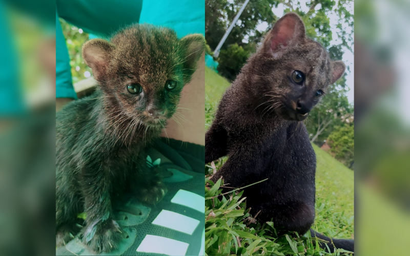 Rehabilitan a cría de puma yaguarundí en Santander