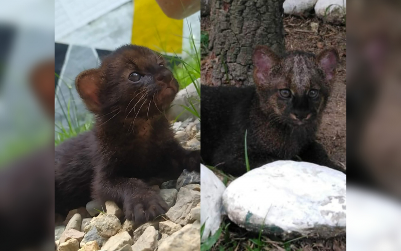 Rehabilitan a cría de puma yaguarundí en Santander