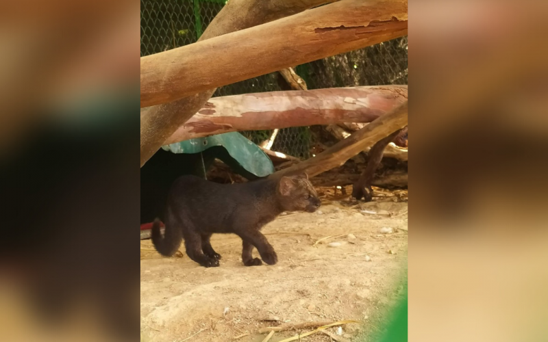 Rehabilitan a cría de puma yaguarundí en Santander