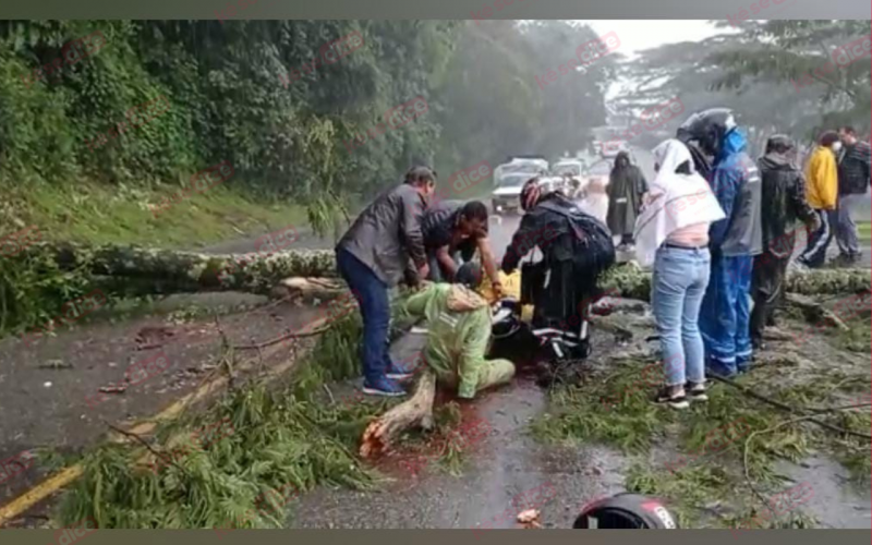 Video: Caída de árbol mató a motorizado en Puente Nacional