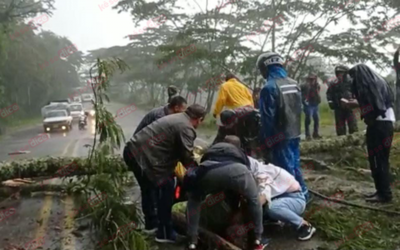 Video: Caída de árbol mató a motorizado en Puente Nacional