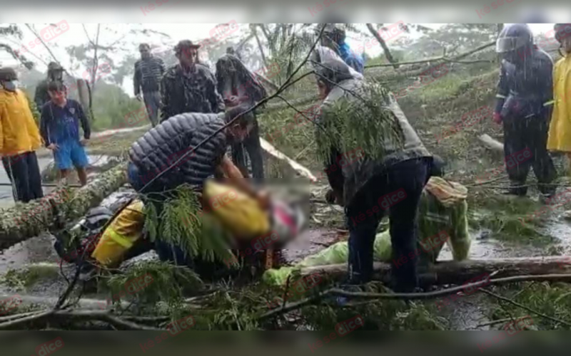 Video: Caída de árbol mató a motorizado en Puente Nacional