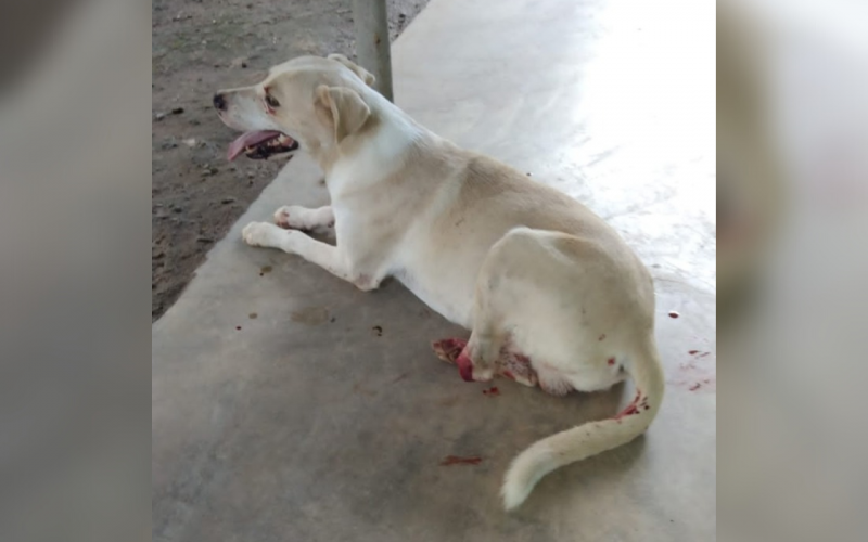 Buscan prótesis para perro mutilado de una pata en Barrancabermeja