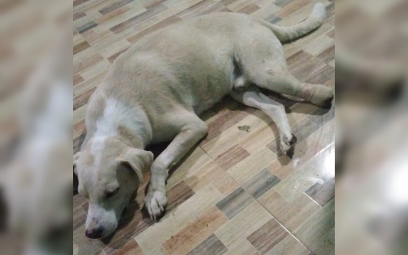 Buscan prótesis para perro mutilado de una pata en Barrancabermeja