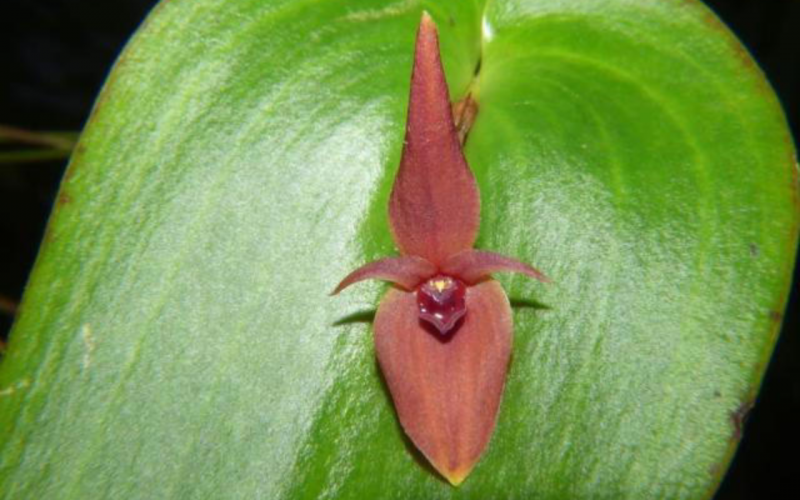 Descubren una nueva orquídea cerca al Nevado del Ruiz